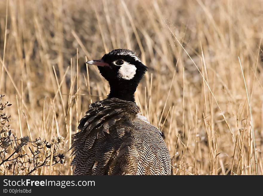 Redbilled Francolin