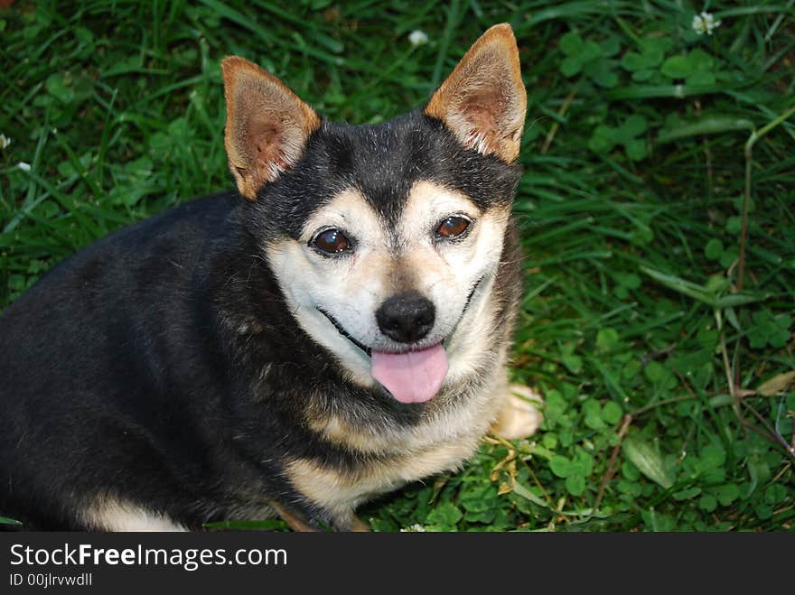 Portrait shot of a cute older male chihuahua. Portrait shot of a cute older male chihuahua.