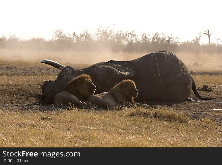 Lions at the carcass of an elephant they killed in Savute (Chobe, Botswana). Lions at the carcass of an elephant they killed in Savute (Chobe, Botswana)