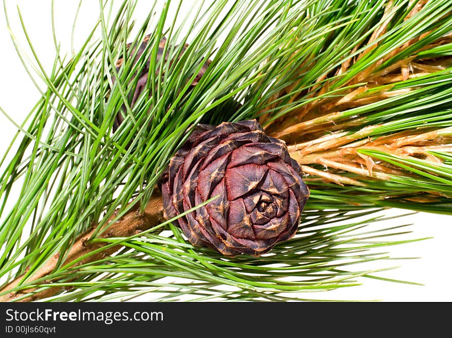 Siberian cedar(siberian pine) branch with ripe cone isolated on white (natural habitat - siberia and the Far East). length of needles about 10-15cm. Siberian pine is tree with specific tarry scent. Cones contents very tasty nuts. Siberian cedar(siberian pine) branch with ripe cone isolated on white (natural habitat - siberia and the Far East). length of needles about 10-15cm. Siberian pine is tree with specific tarry scent. Cones contents very tasty nuts.