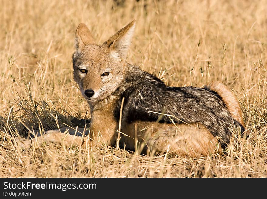 Black-backed jackal in Savute (Chobe Game Reserve, Botswana)