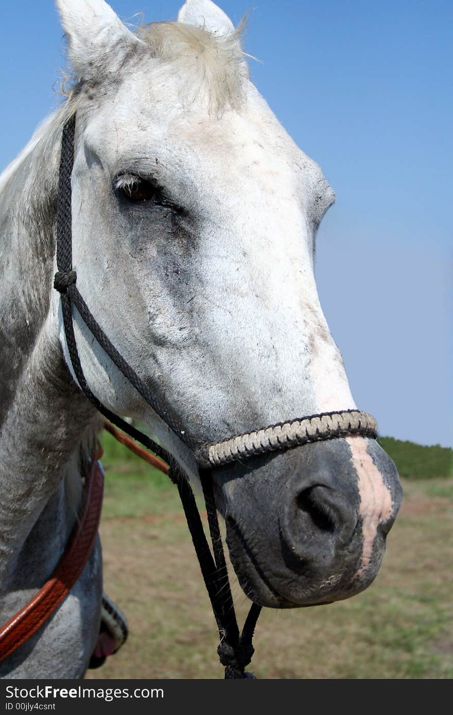 This old white horse poses for the camera. This old white horse poses for the camera.