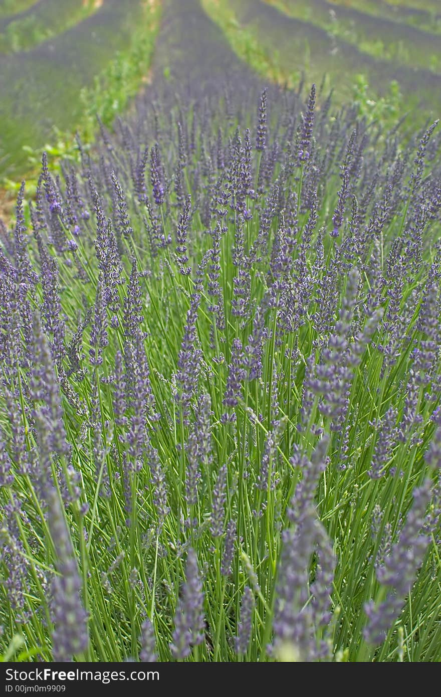 Field of lavender in summer