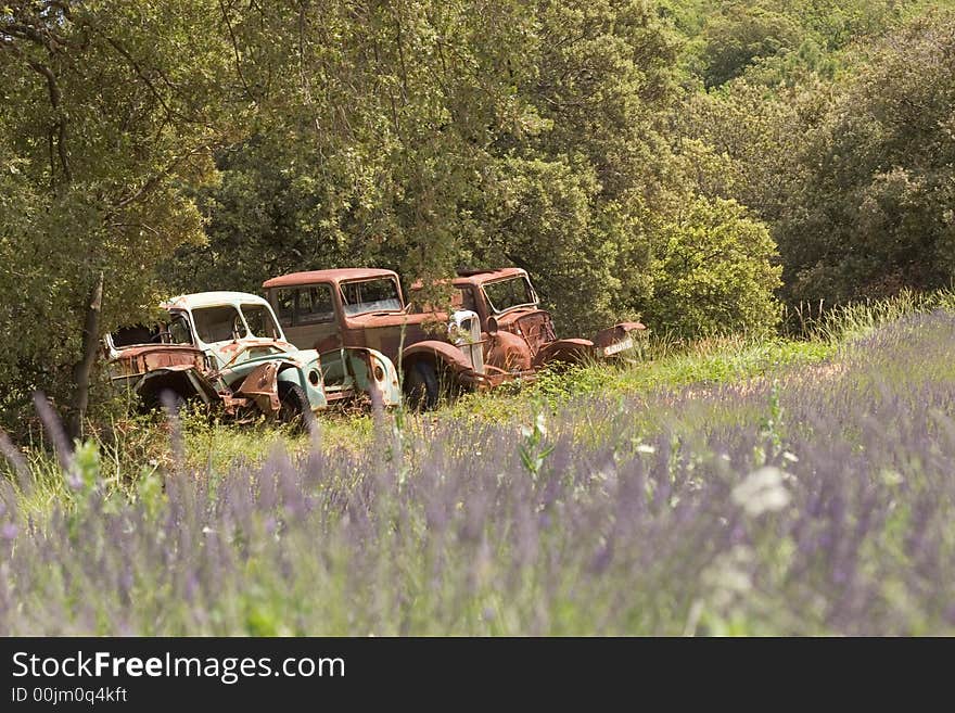 Field of lavender in summer