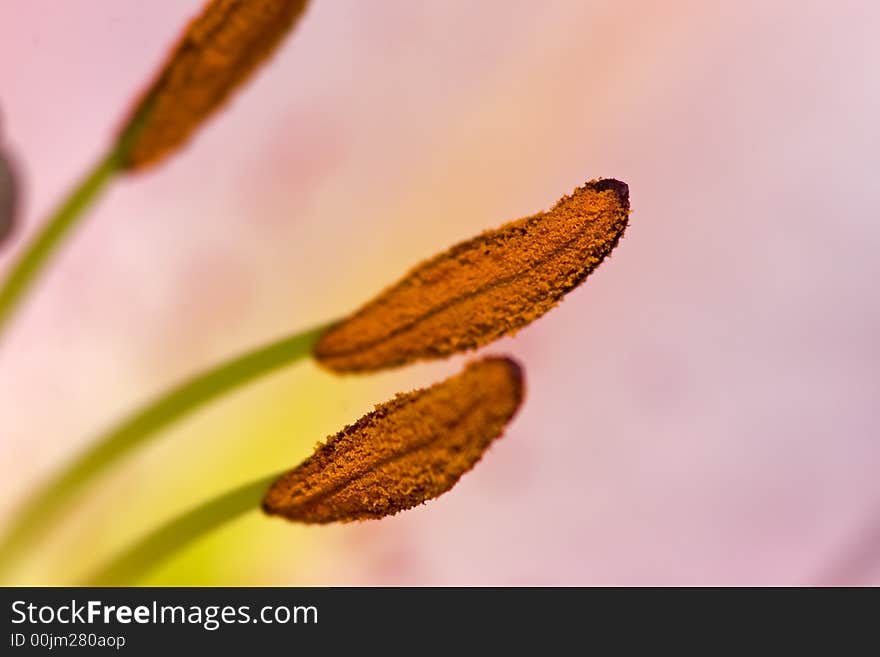 Close-up of a flower of lily