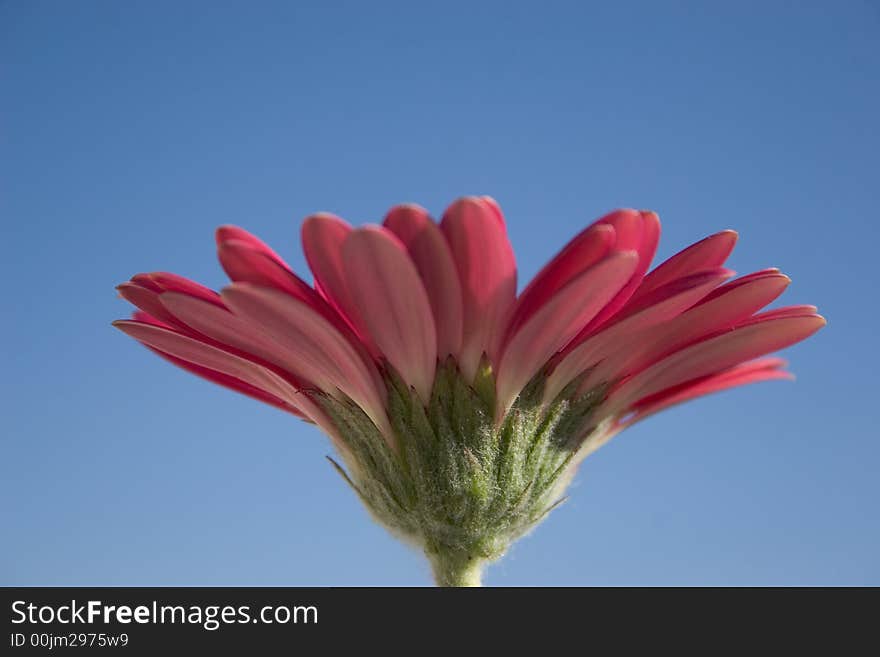 Close-up of a red flower. Close-up of a red flower