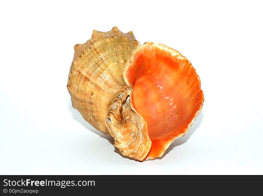 A color seashell reflected on white background