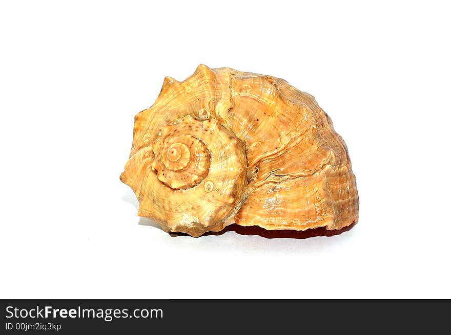 A color seashell reflected on white background