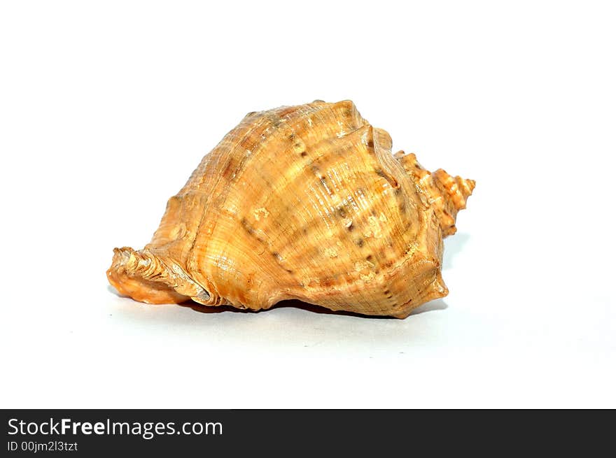 A color seashell reflected on white background