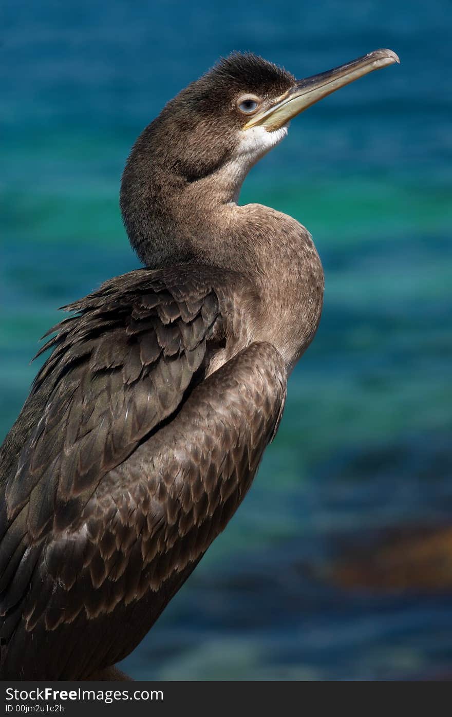 Sitting cormorant