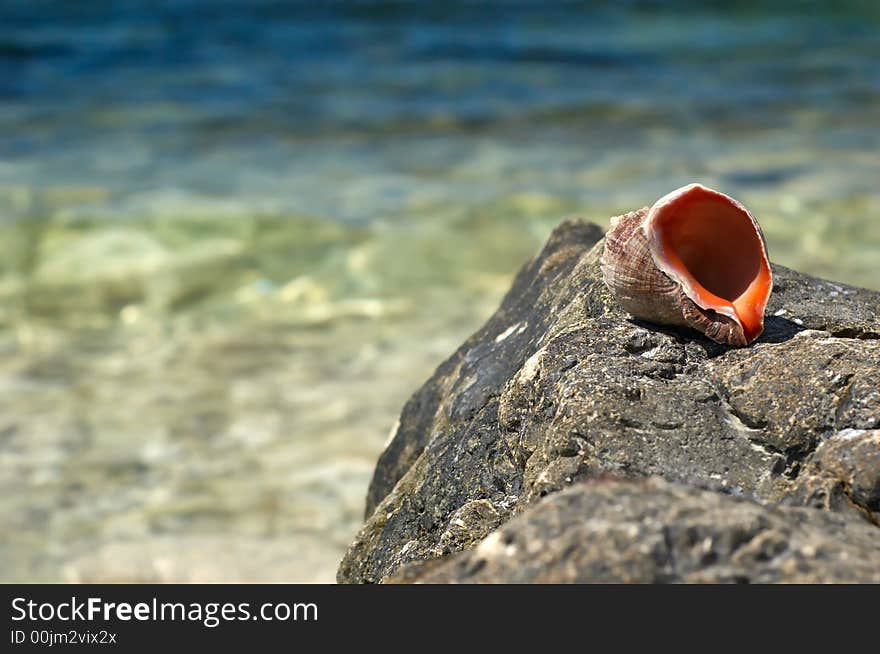 Empty shell on sea rock