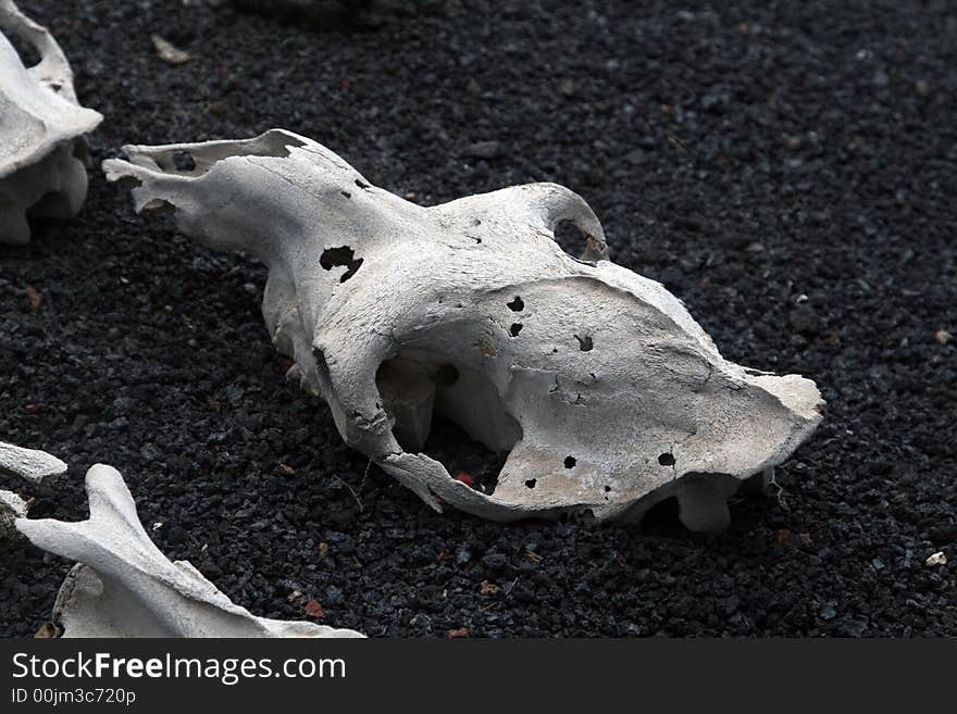 Skull bone in a black sand desert