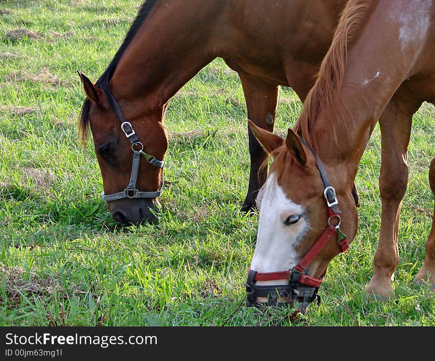 Horses Grazing