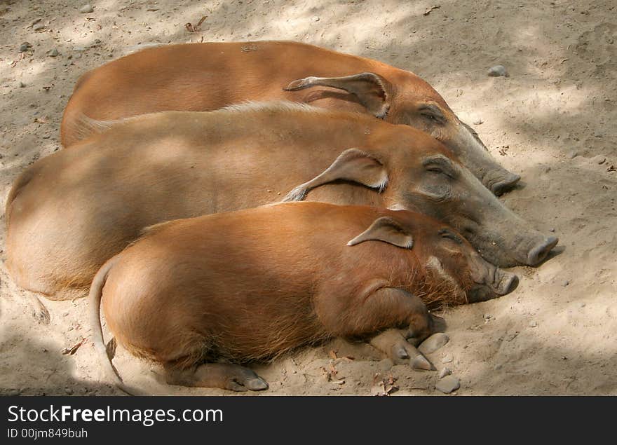 Three red river hogs snuggled together. Three red river hogs snuggled together