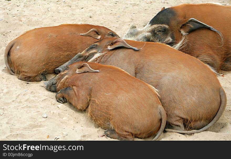 Four red river hogs snuggled together. Four red river hogs snuggled together