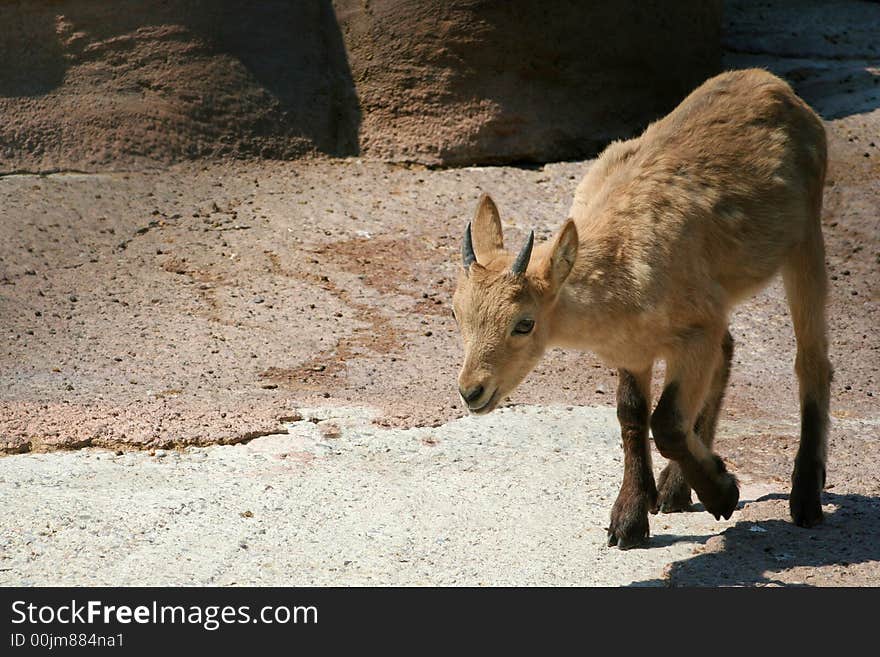 Barbary Sheep