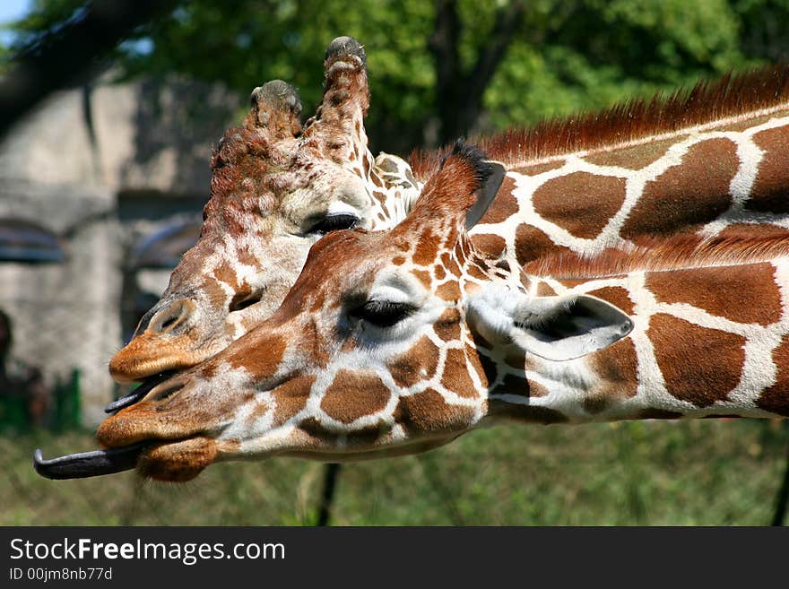 Giraffes Sticking Tongues Out