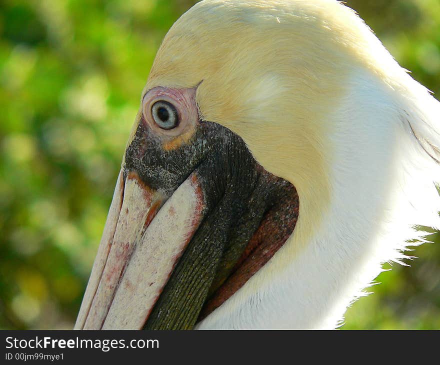 Pelican closeup profile