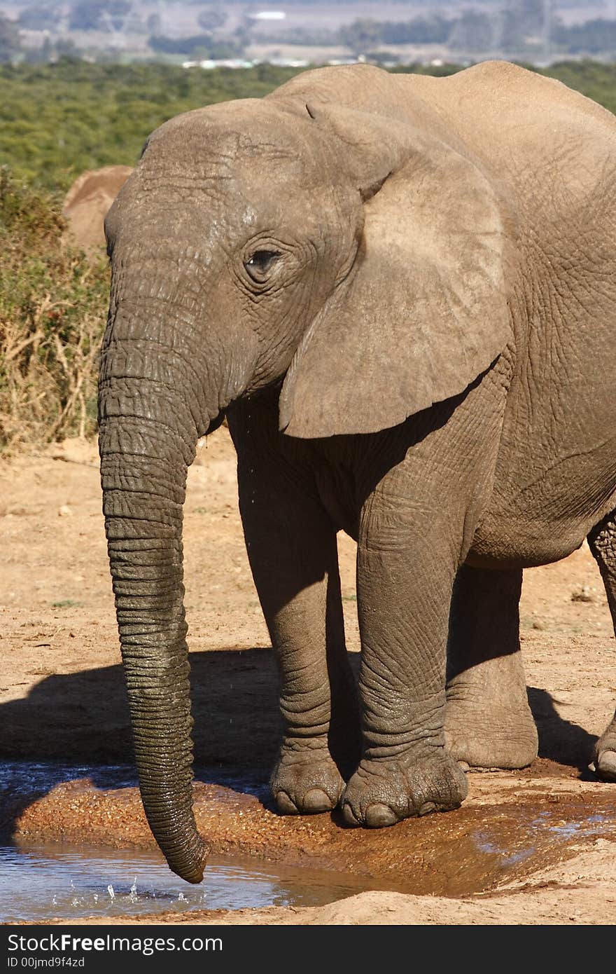 Elephant calk having a drink at a waterhole. Elephant calk having a drink at a waterhole