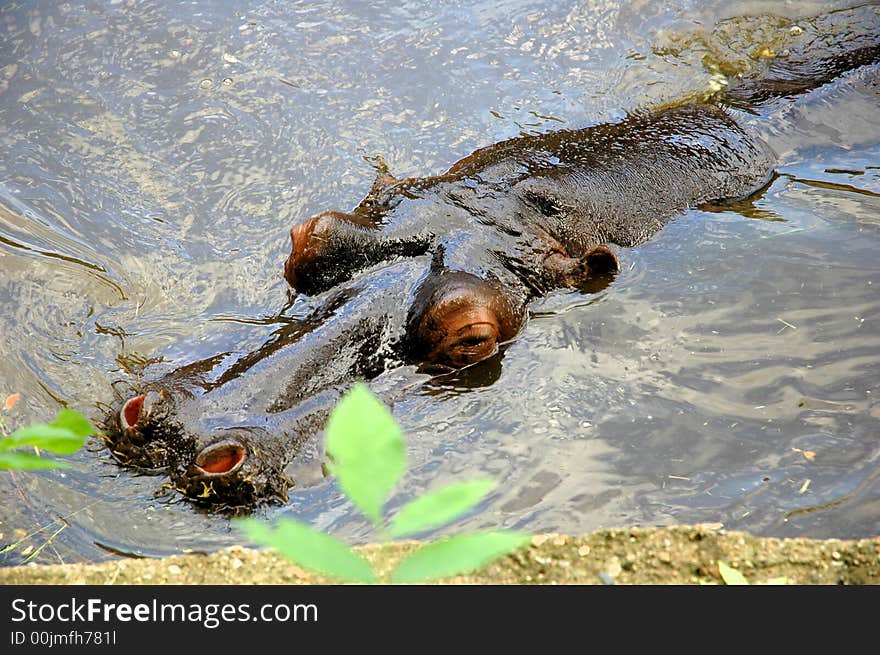 A hippopotamus in the water