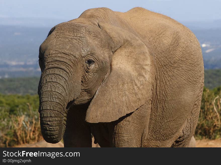 Elephant cow drinking at a waterhole. Elephant cow drinking at a waterhole