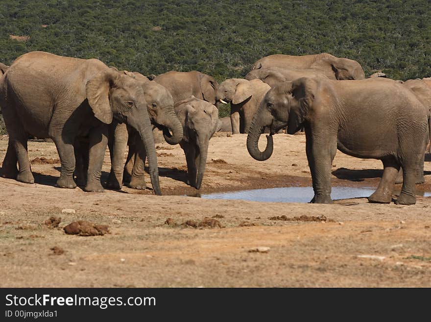 Elephant families  gathering at a waterhole. Elephant families  gathering at a waterhole