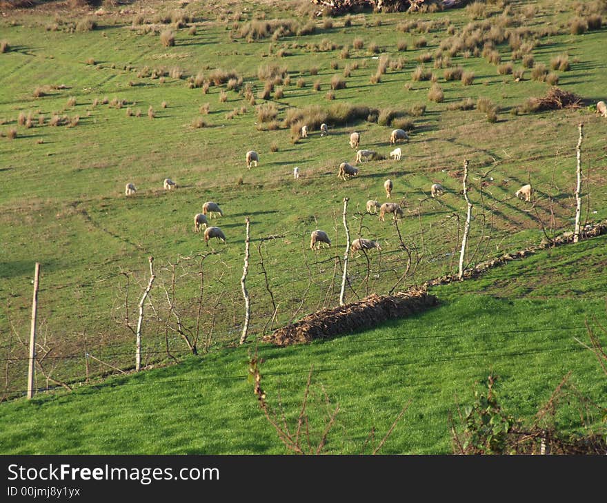 Pasture landscape