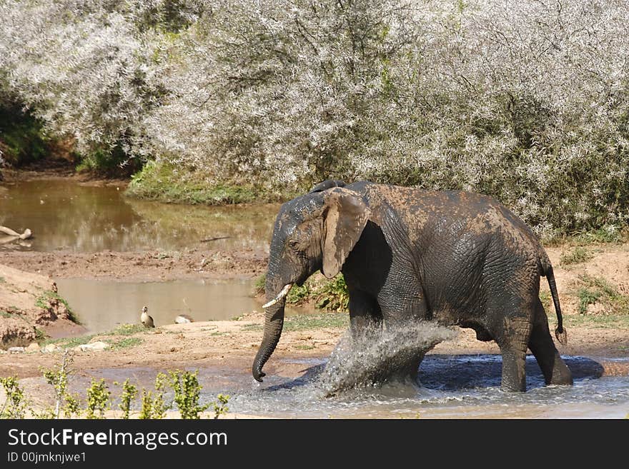 Elephant kicking mud on himself on a hot day. Elephant kicking mud on himself on a hot day