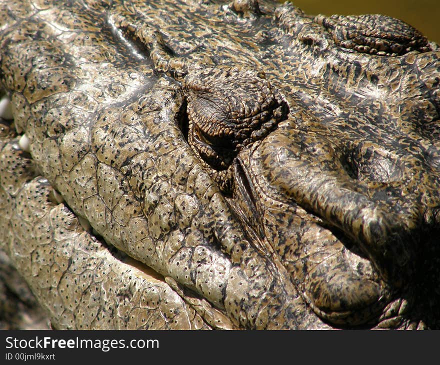 Crocodile closeup