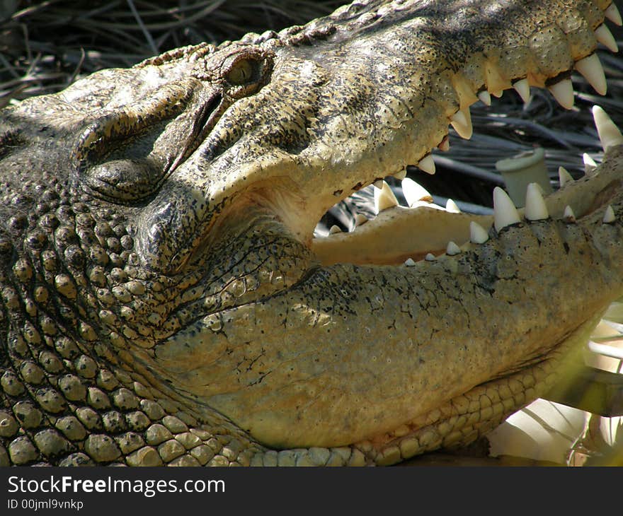 Crocodile closeup