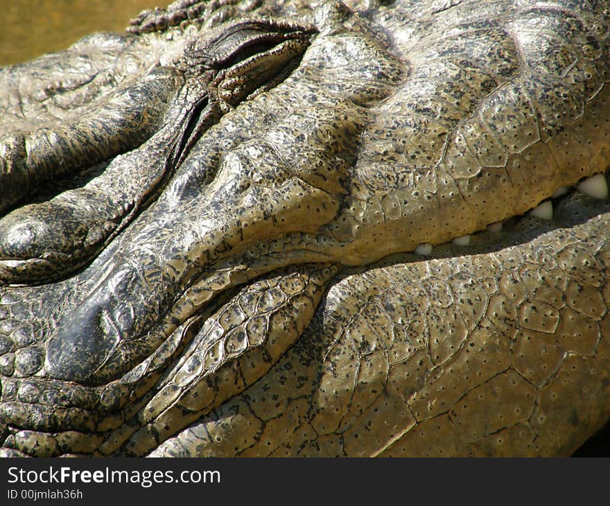 Crocodile closeup