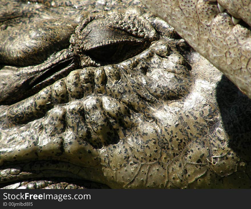 Crocodile closeup