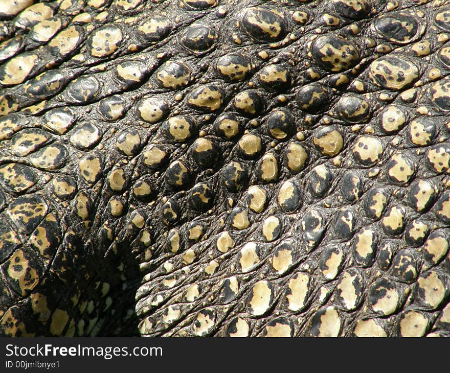 Crocodile skin closeup