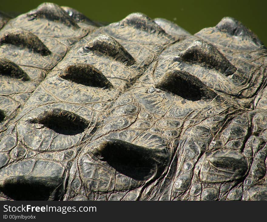 Crocodile skin closeup