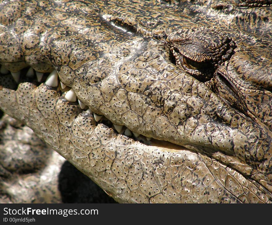 Crocodile Closeup