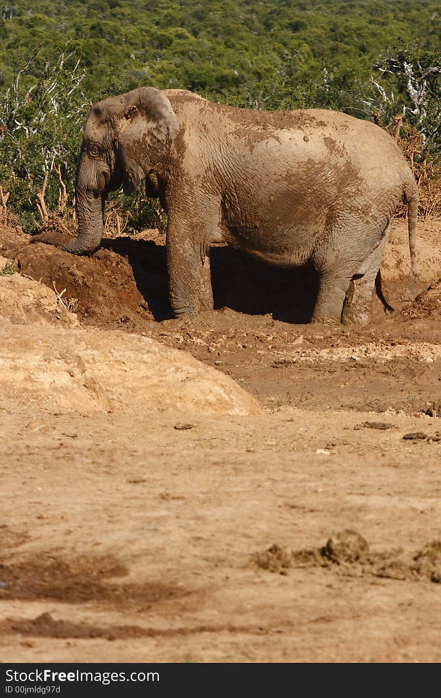 Elephant playing in the mud