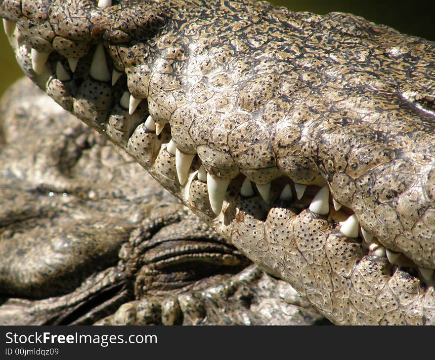 Crocodile closeup