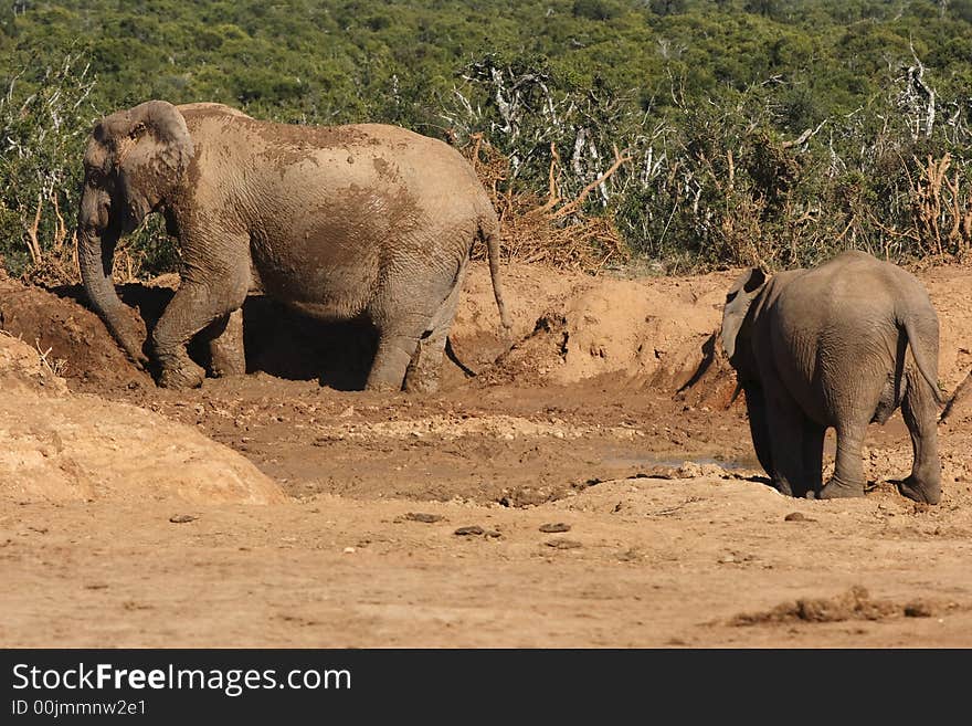 Elephants playing in the mud on a hot day