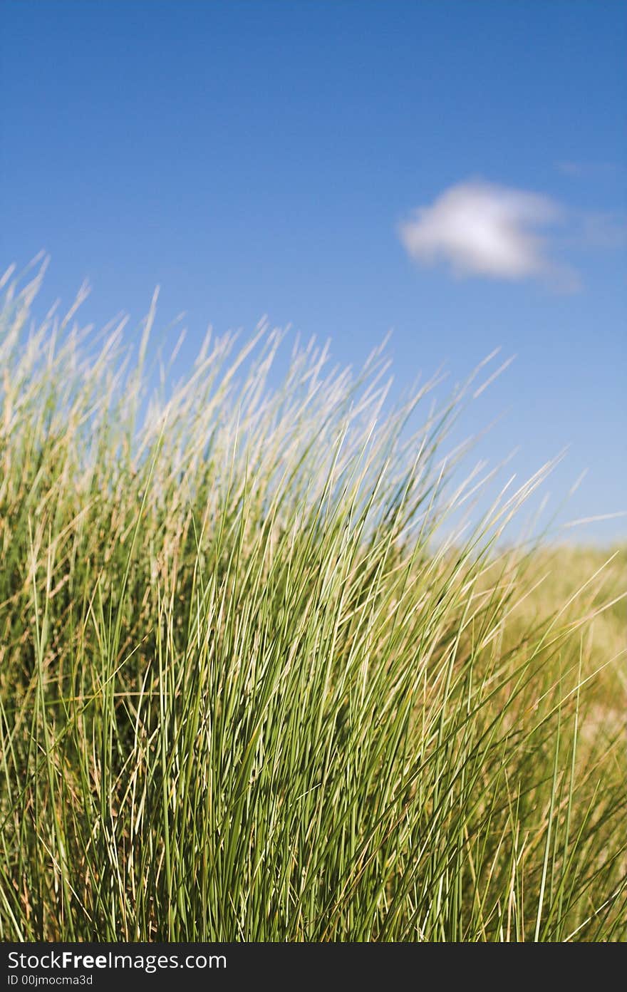 Sand Dune Grass