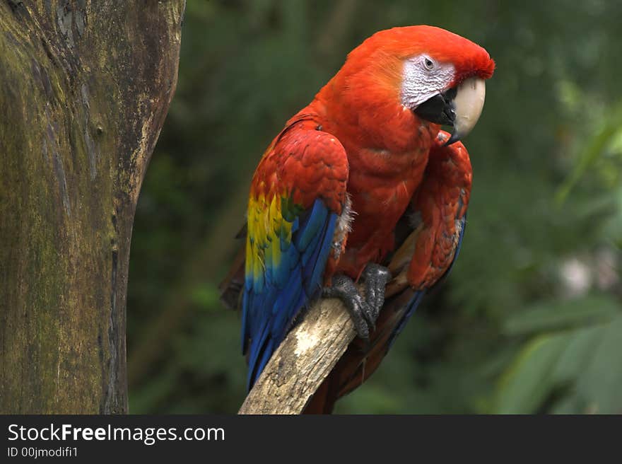 Red macaw