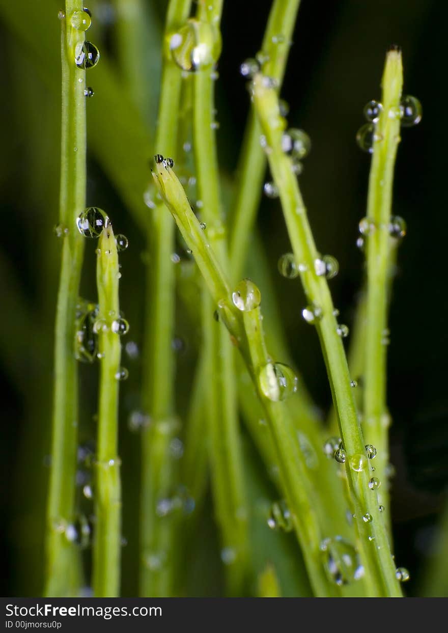 So your lawn looks in close relation about morning. So your lawn looks in close relation about morning