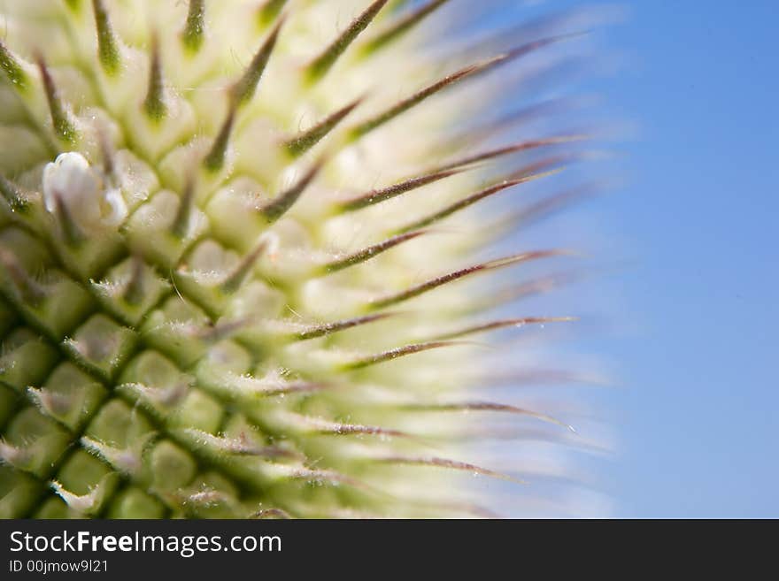 Macro of a green flower with red thorns on blu sky - shallow depth of field. Macro of a green flower with red thorns on blu sky - shallow depth of field