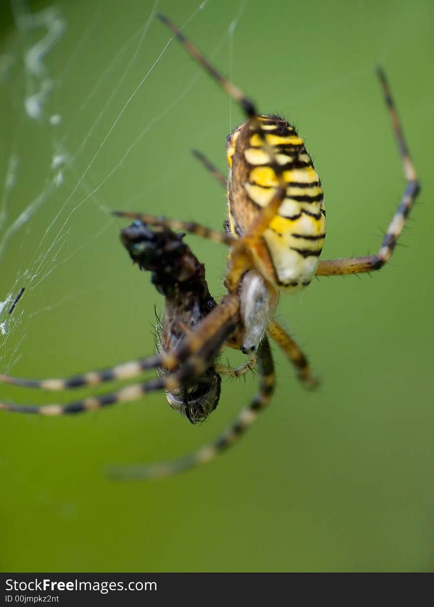 Spider which finishes to devour one's caught sacrifice into cobweb. Spider which finishes to devour one's caught sacrifice into cobweb