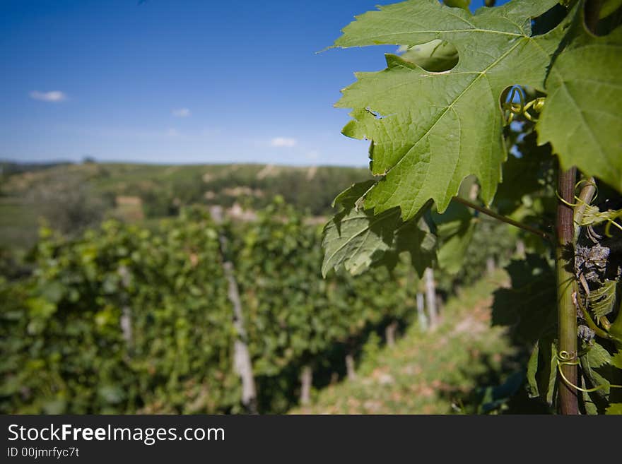 Close Up Of Vineyard Leaf