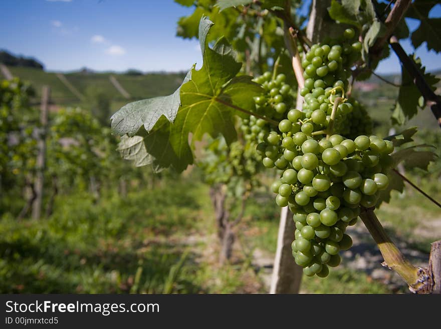 Close up of grapes in a vineyard in Langhe Roero, Italy with a beautiful blu sky