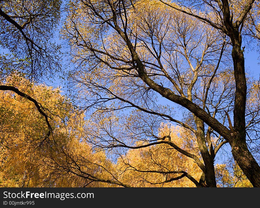 Yellow treetops and blue sky in autumn