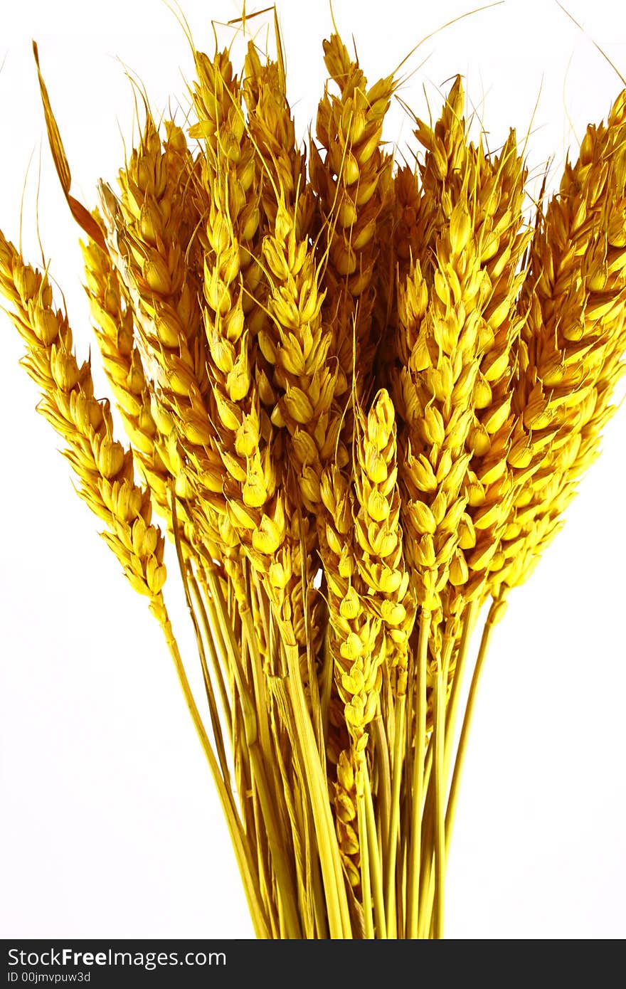 Yellow grain ready for harvest growing in a farm field. Yellow grain ready for harvest growing in a farm field