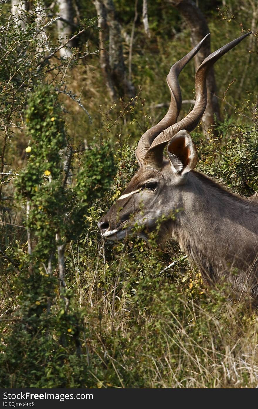 Kudu moving into view from behind a bush