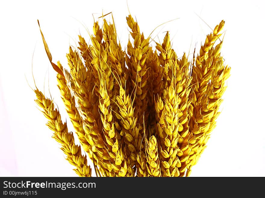 Yellow grain ready for harvest growing in a farm field. Yellow grain ready for harvest growing in a farm field