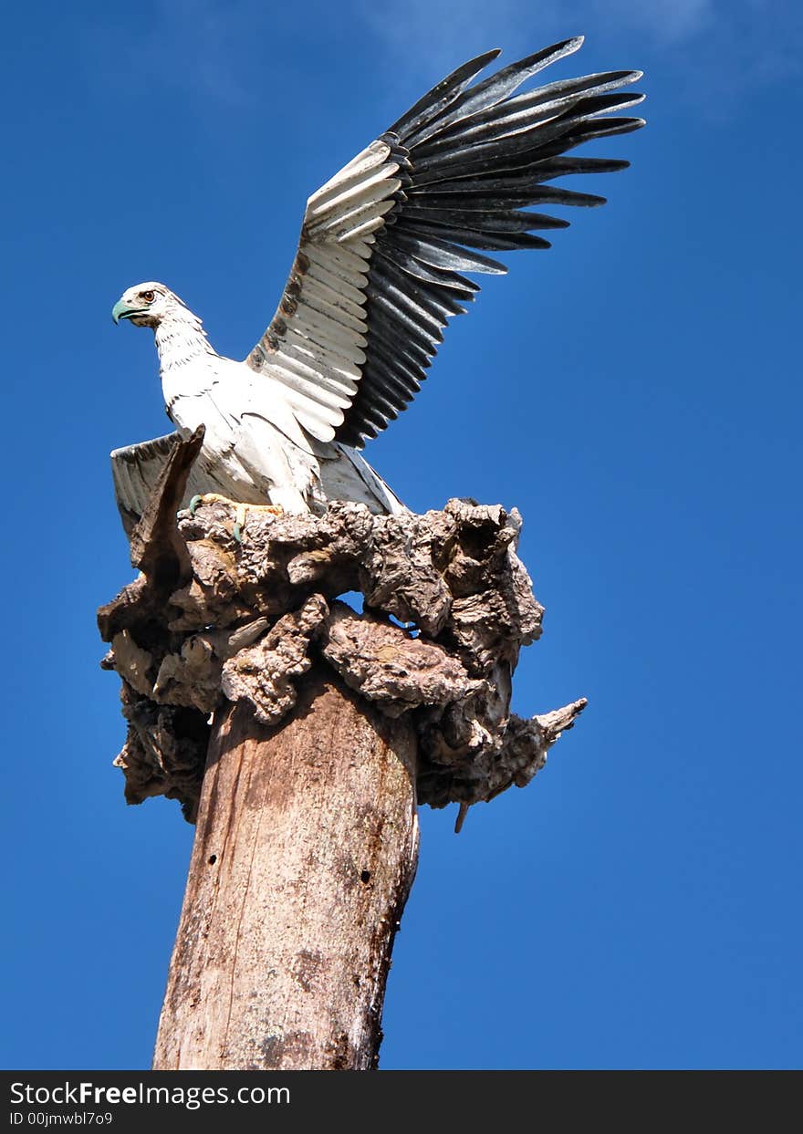 Hawk Statue At The Beach